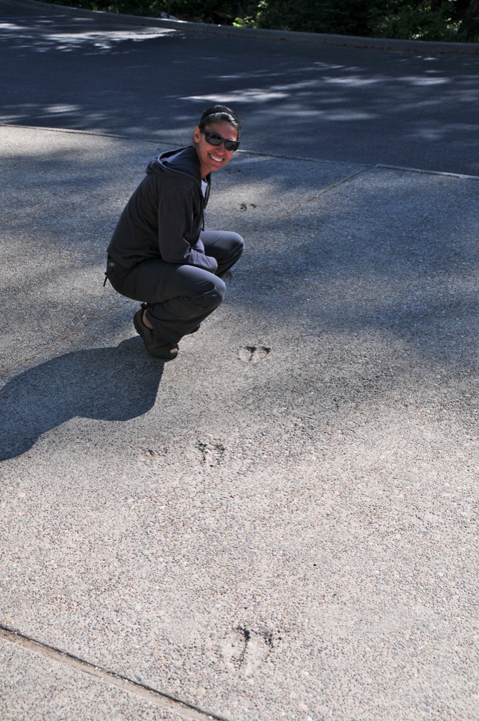 Moose tracks on the concrete/