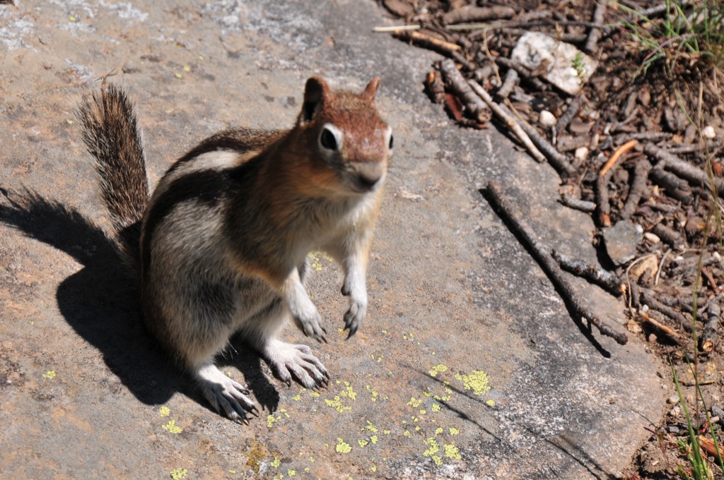 No, you may not have my backpack!/