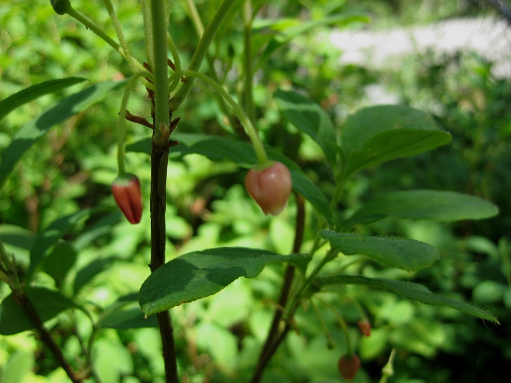 What *could* be huckleberry/