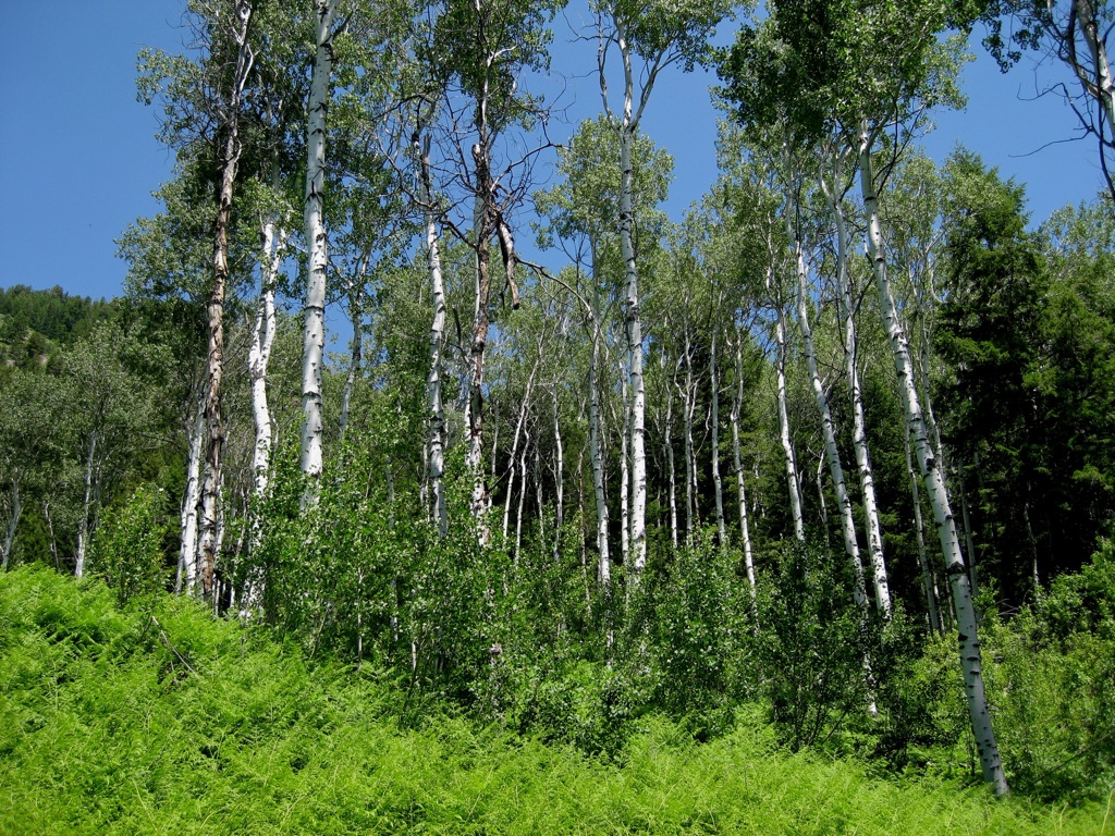 Aspens shimmering in the wind/
