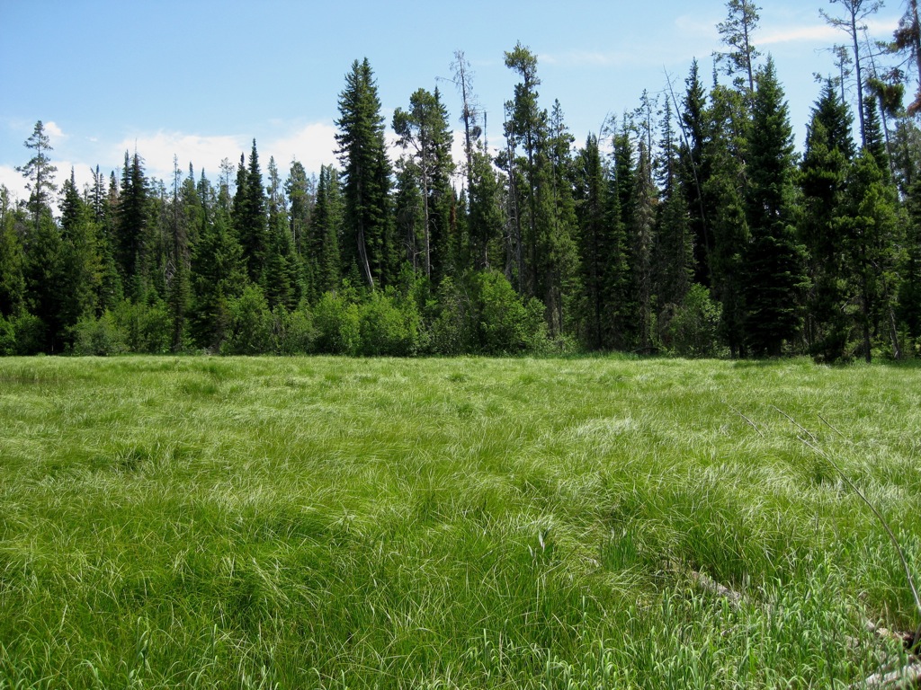 Swamp, waiting for a moose/