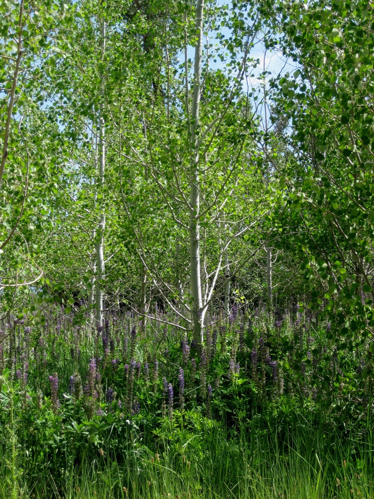 Aspens and Lupins... so lovely!/