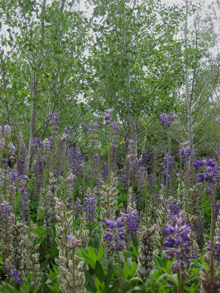 Surrounded by Lupins and aspens /