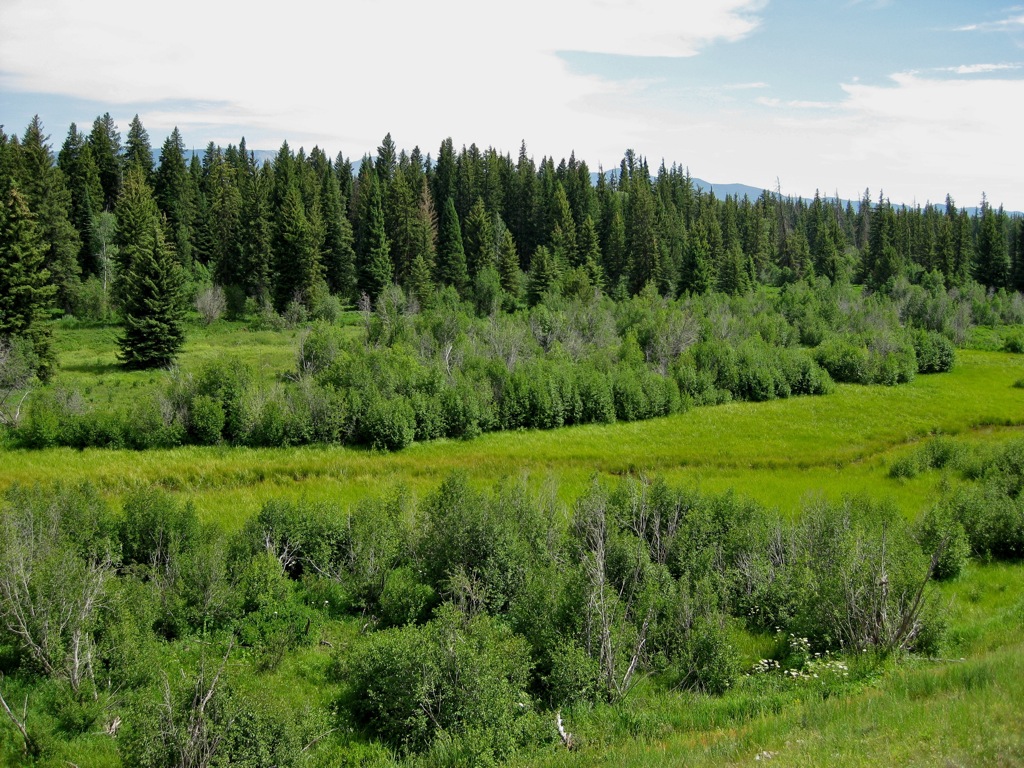 Moose trail, but no moose/