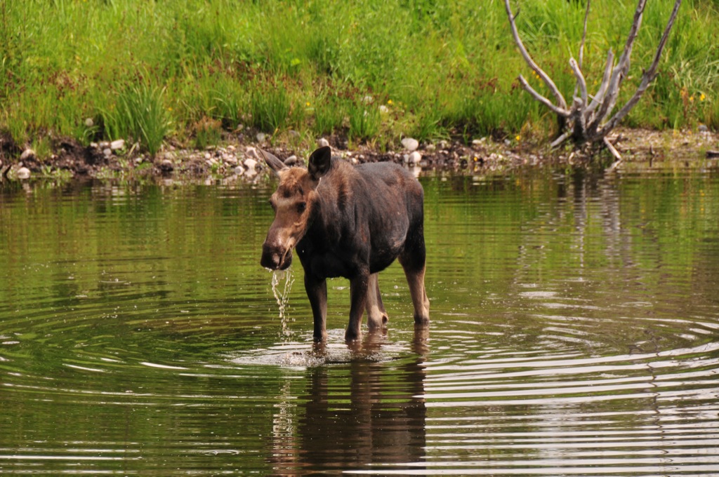 And finally a moose!/