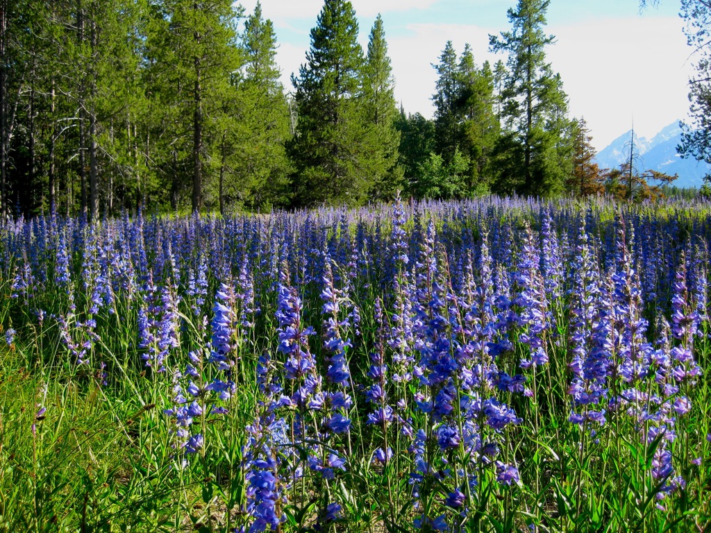 More lupins at Jackson Lake/