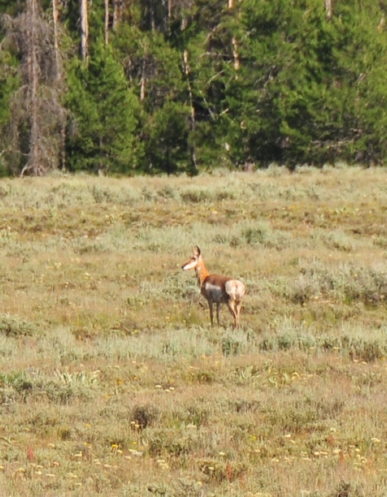 Hornless pronghorn? Maybe!/
