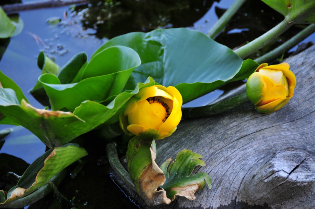 Water lilies at Swan Lake/