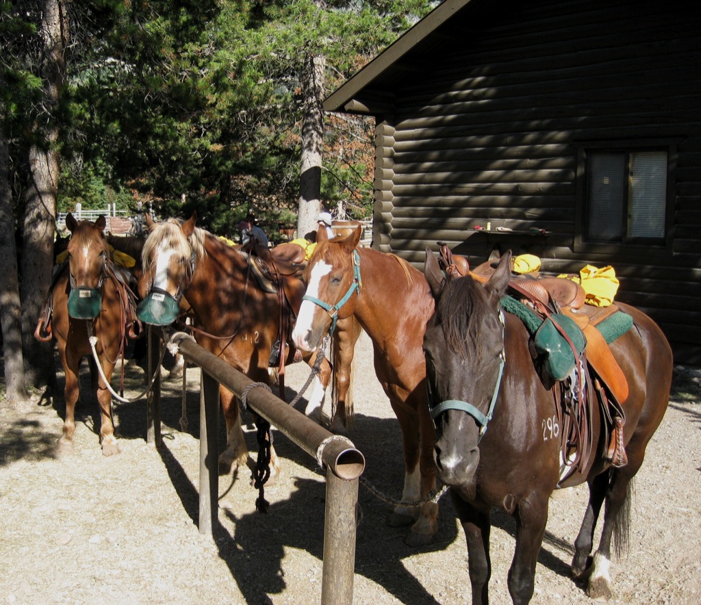 Horses getting ready for a walk/