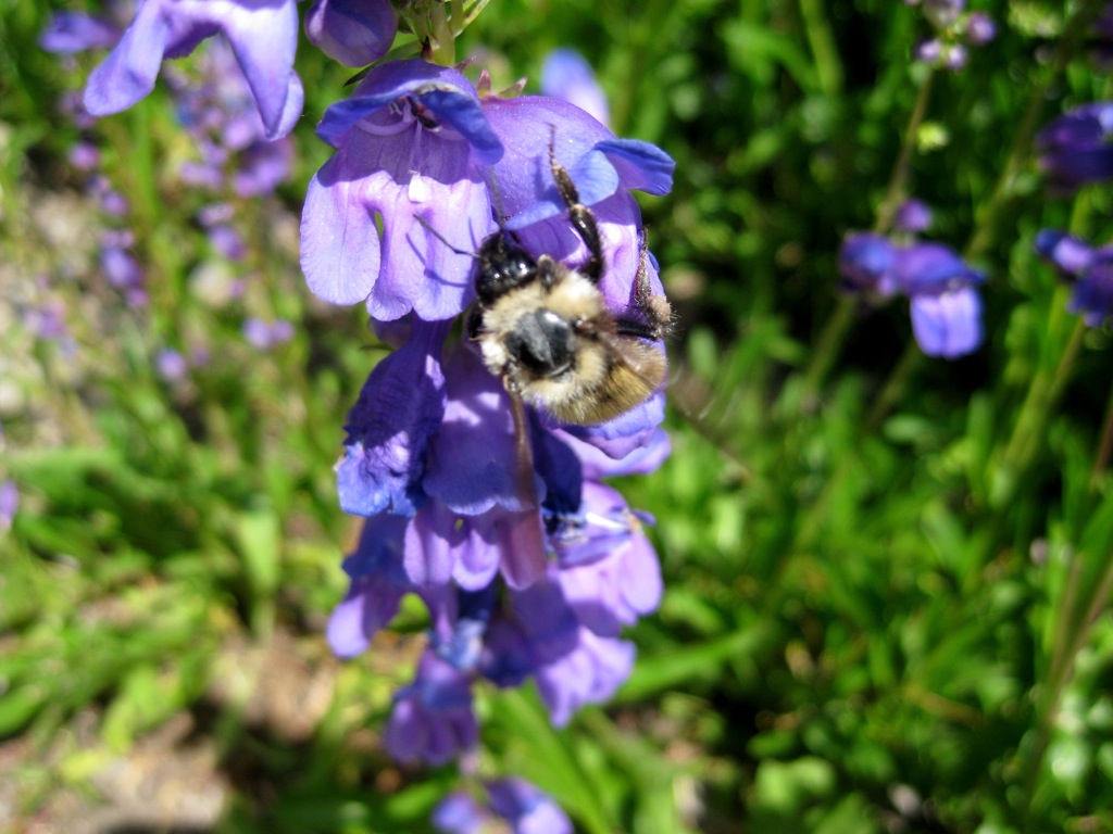 And their buzzing bees/