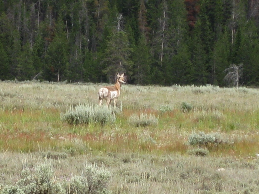 Pronghorn? Maybe.../