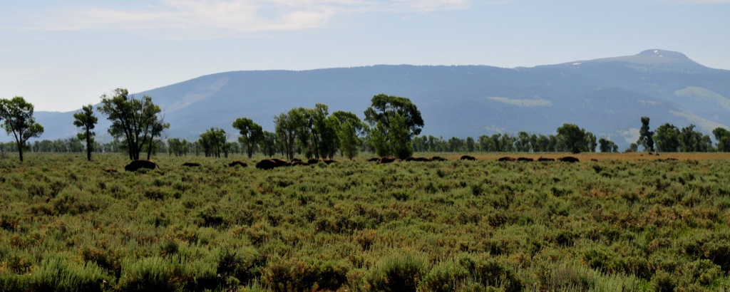 Big herd of bison heading towards the road/