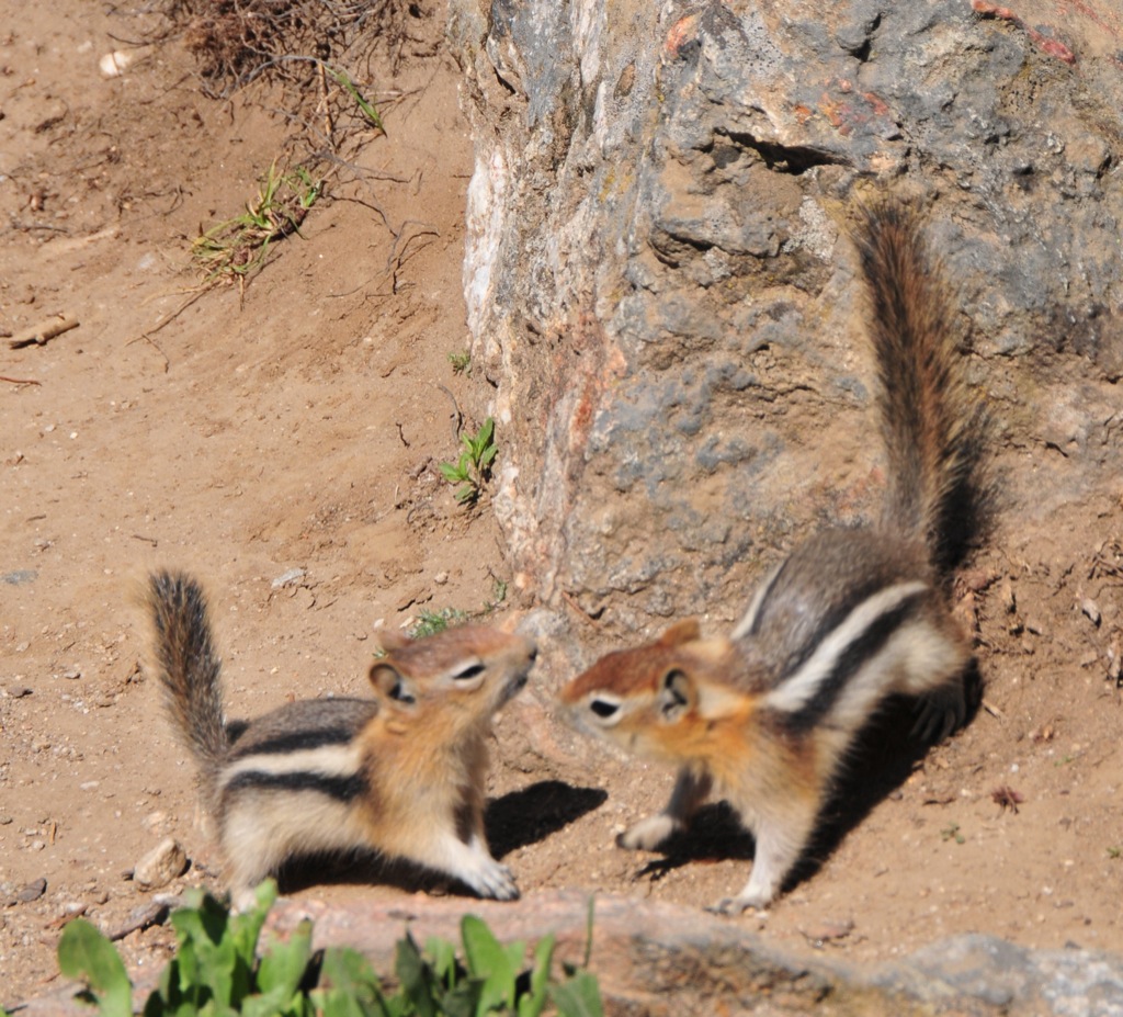 Tiniest ever ground squirrels /