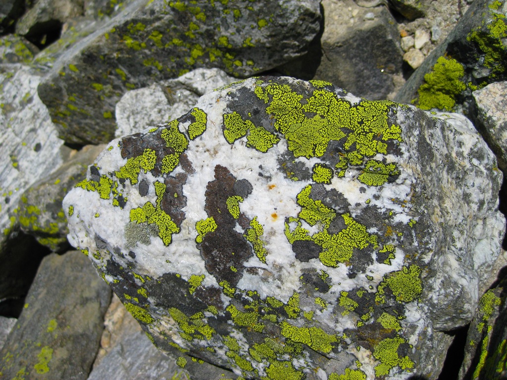 Super bright lichen.../