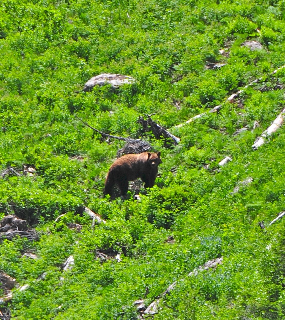 Well hello Mr. Grizzly Bear!/