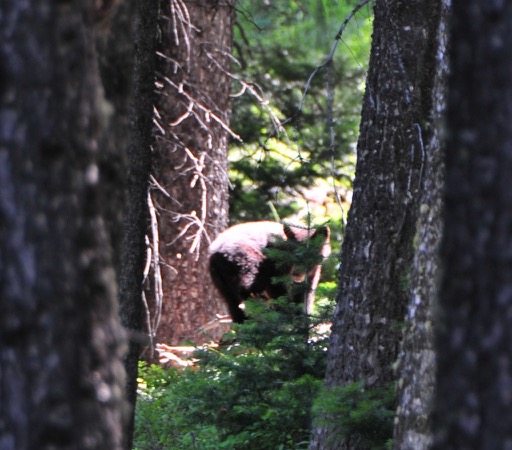 Baby Black Bear