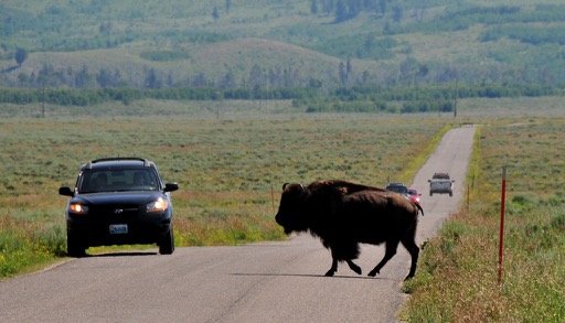 Teton Bison