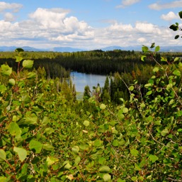 Lake and aspens/
		    