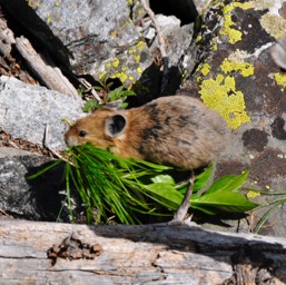 A nesting pika/
		    