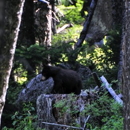 Baby black bear/
		    