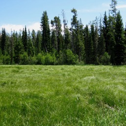 Swamp, waiting for a moose/
		    