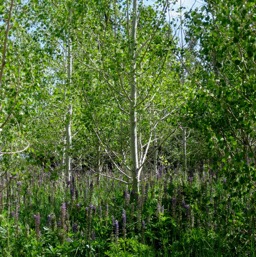 Aspens and Lupins... so lovely!/
		    