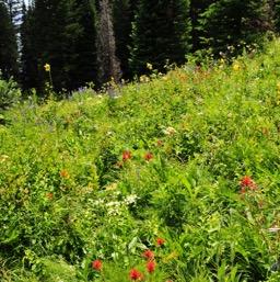 Lot's of wild flowers everywhere/
		    