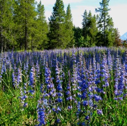 More lupins at Jackson Lake/
		    