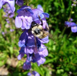 And their buzzing bees/
		    