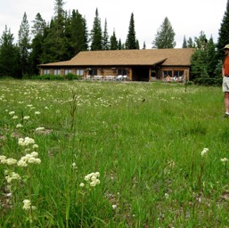 Dan pondering the wild flowers/
		    