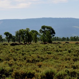 Big herd of bison heading towards the road/
		    