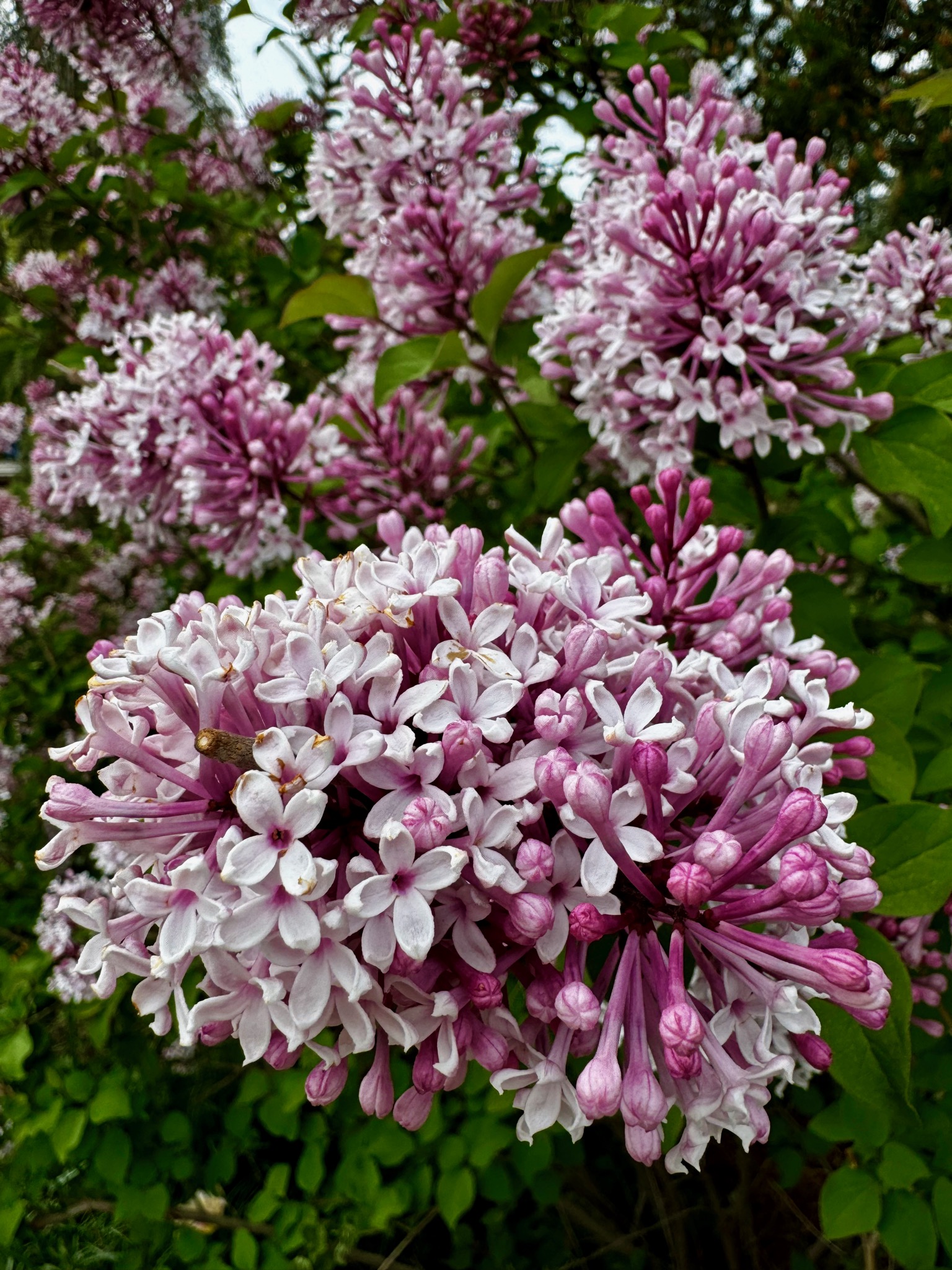 Beautiful lilacs/Denver Botanic Gardens, 1007 York St, Denver, CO 80206, USA