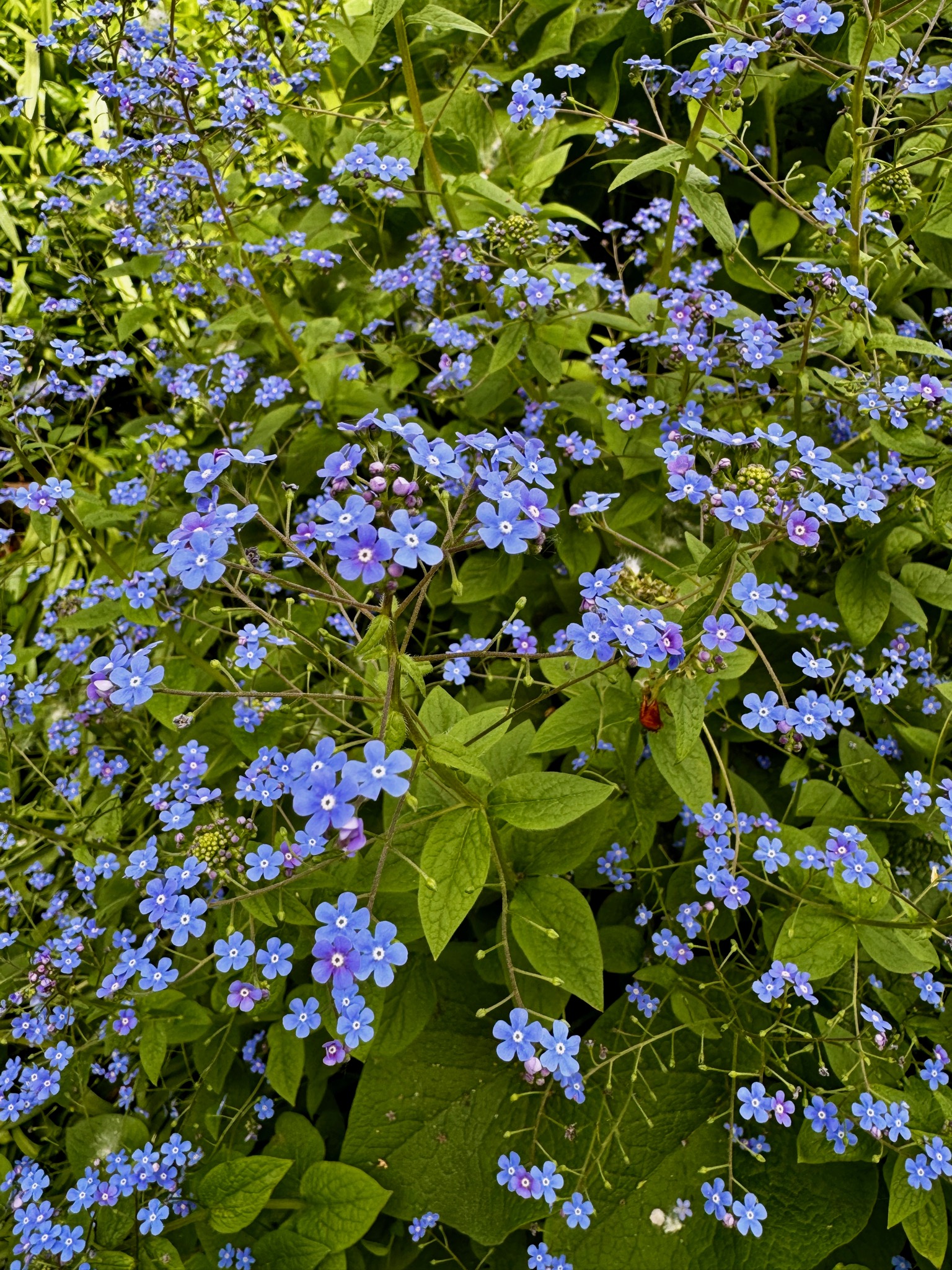 Denver Botanic Gardens, 1007 York St, Denver, CO 80206, USA