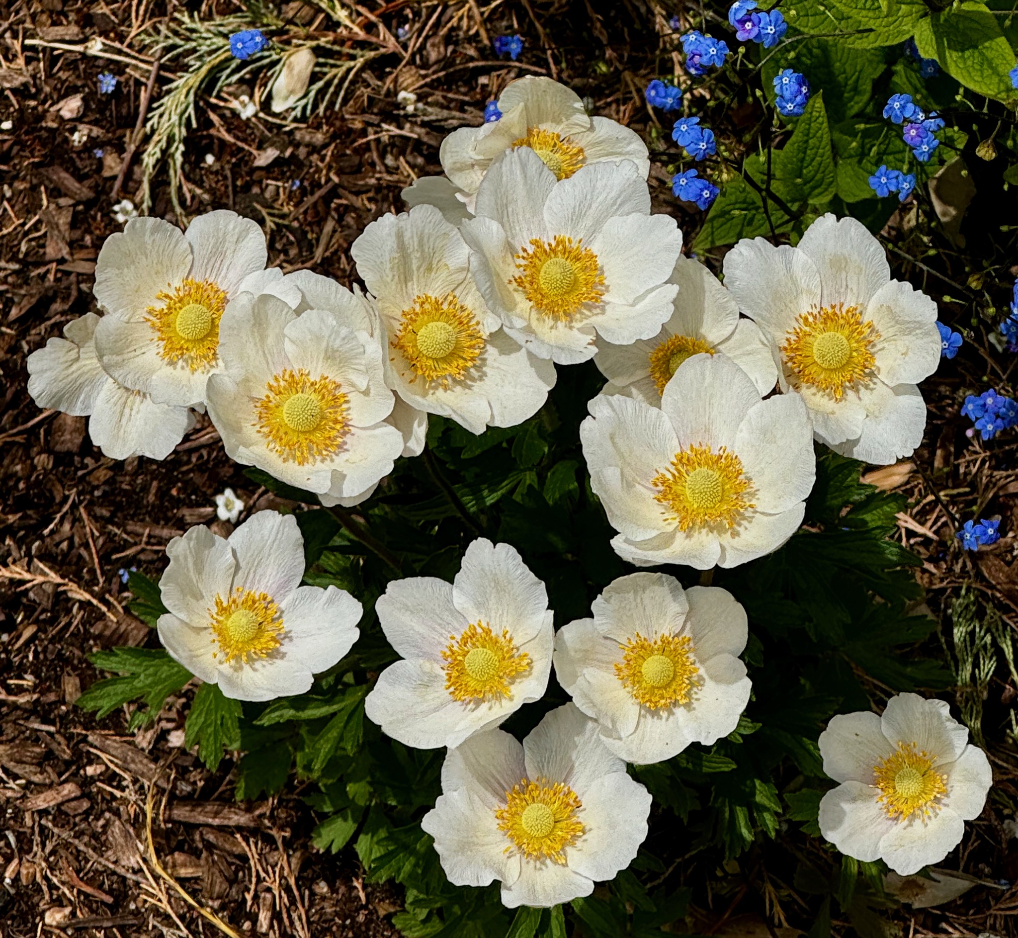 1007 York St, Denver, CO 80206, USA