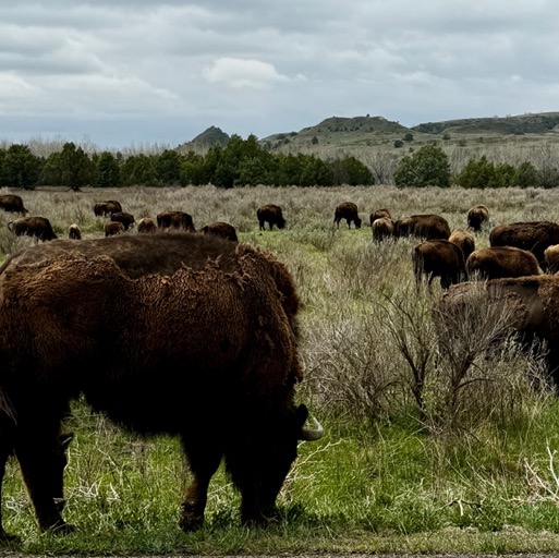 Bison!/
		    