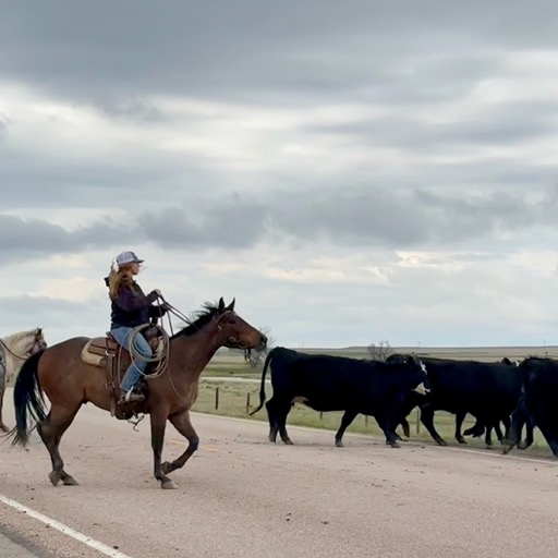 Cowboys cowing/
		    