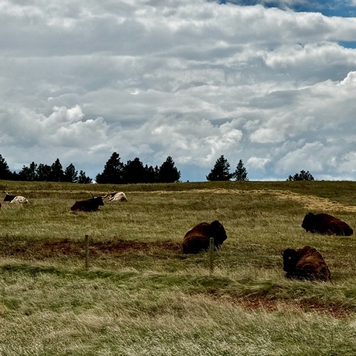 Big horns hanging out with their furry relatives/
		    58 WY-110, Devils Tower, WY 82714, USA
