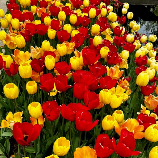 
		    Denver Botanic Gardens, 1007 York St, Denver, CO 80206, USA