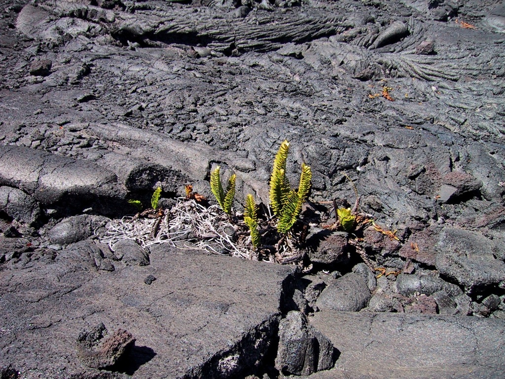 The little fern that could/