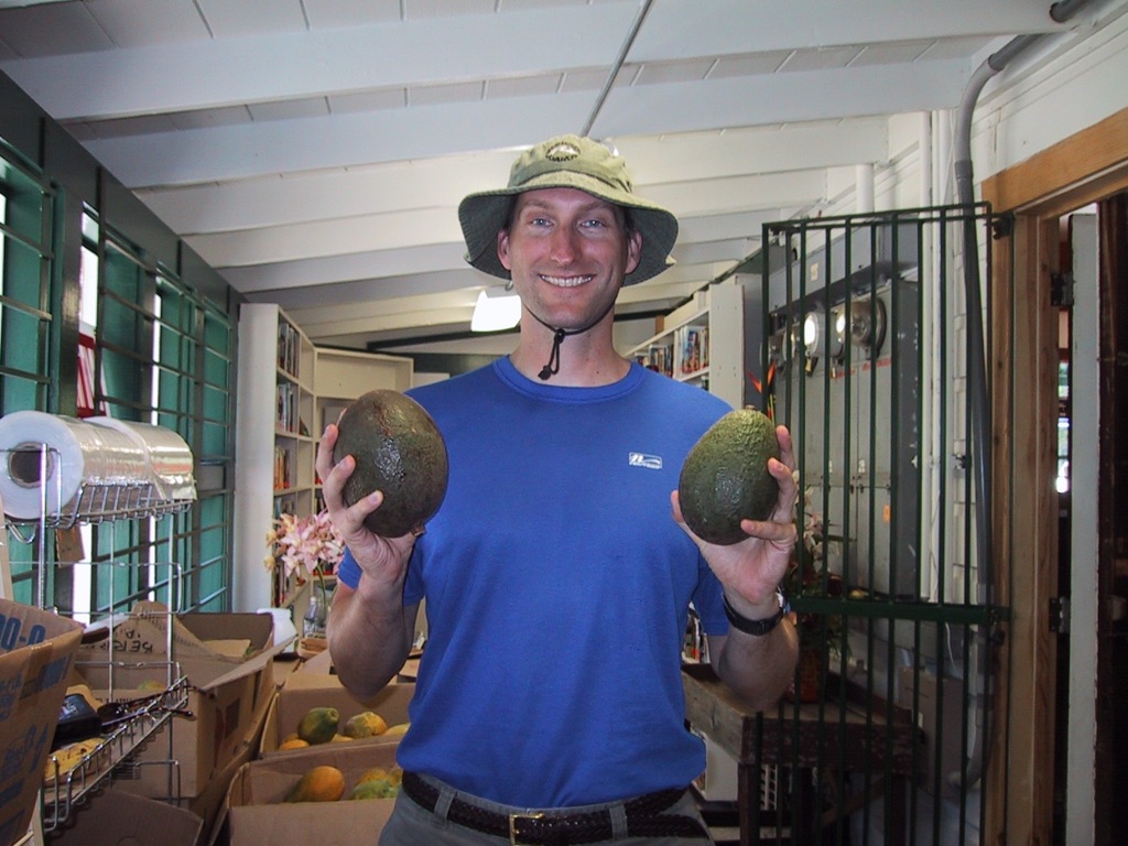 Big enough avocados? /