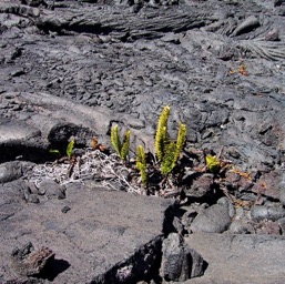 The little fern that could/
		    
