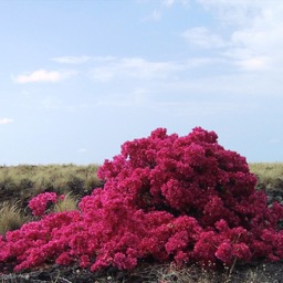 Just growing out of lava/
		    