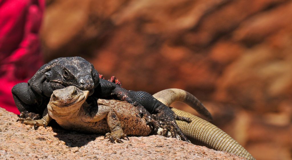 Charles-the-chuckwalla and his lady!/