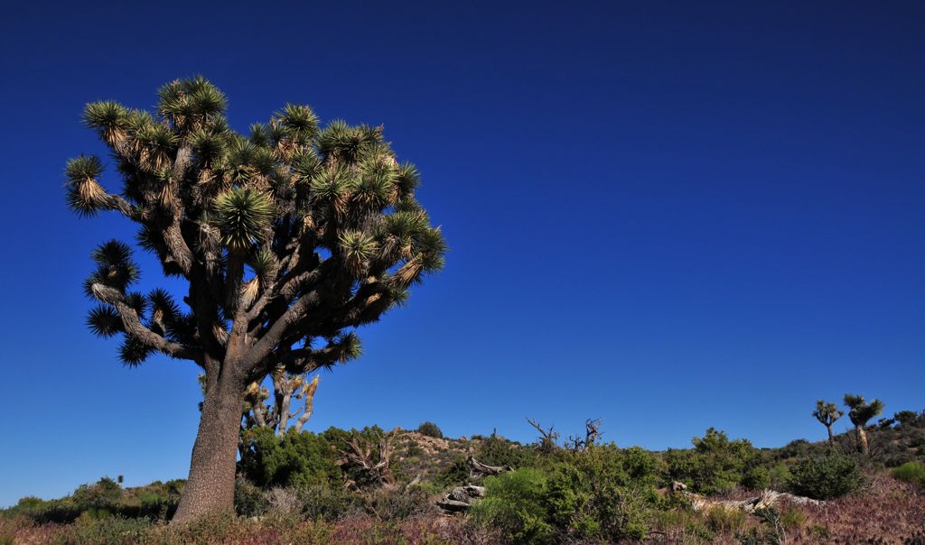 Just like the Saguaros, each Joshua has its own personality/