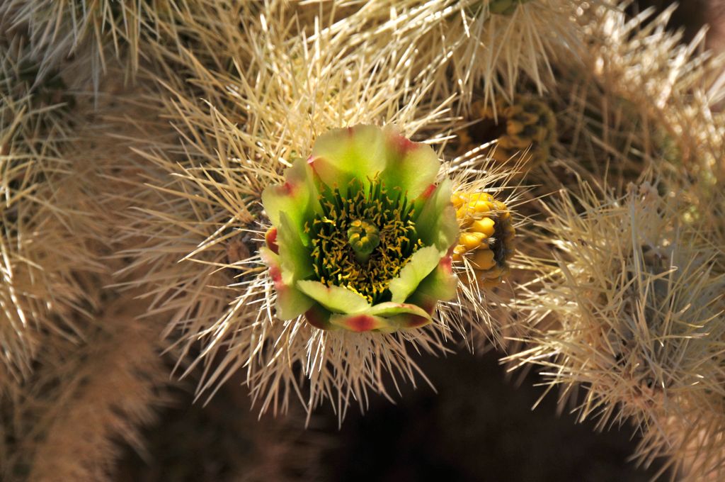 Don't be fooled by the beautiful flower!/