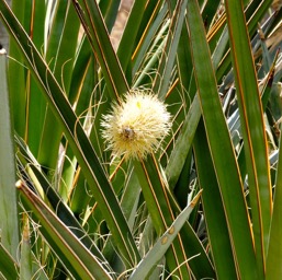 Teddybear cholla attacking other cacti!/
		    