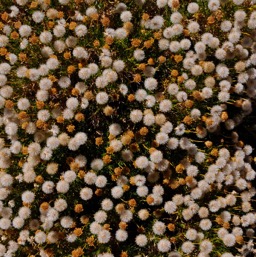 Poofy seed pods on poofy flowers/
		    