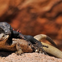 Charles-the-chuckwalla and his lady!/
		    