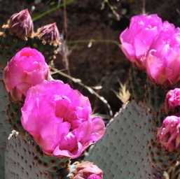 Prickly pear flower/
		    