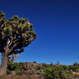 Just like the Saguaros, each Joshua has its own personality/
		    